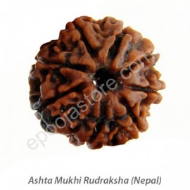 Ashta Mukhi Rudraksha 