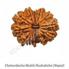 Chaturdasha Mukhi Rudraksha 