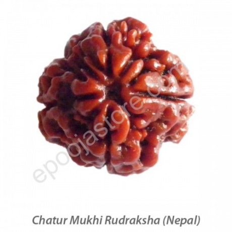 Chatur Mukhi Rudraksha 