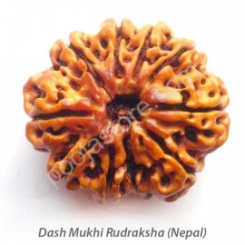 Dasha Mukhi Rudraksha 