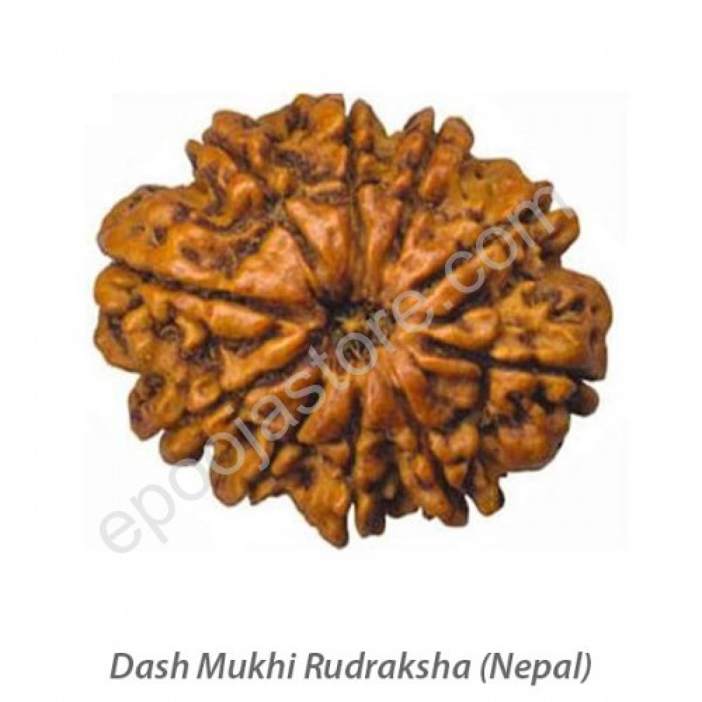 Dasha Mukhi Rudraksha 