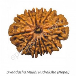 Dwaadasha Mukhi Rudraksha