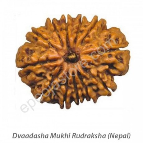 Dwaadasha Mukhi Rudraksha