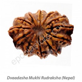 Dwaadasha Mukhi Rudraksha