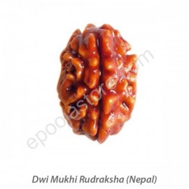 Dwi Mukhi Rudraksha