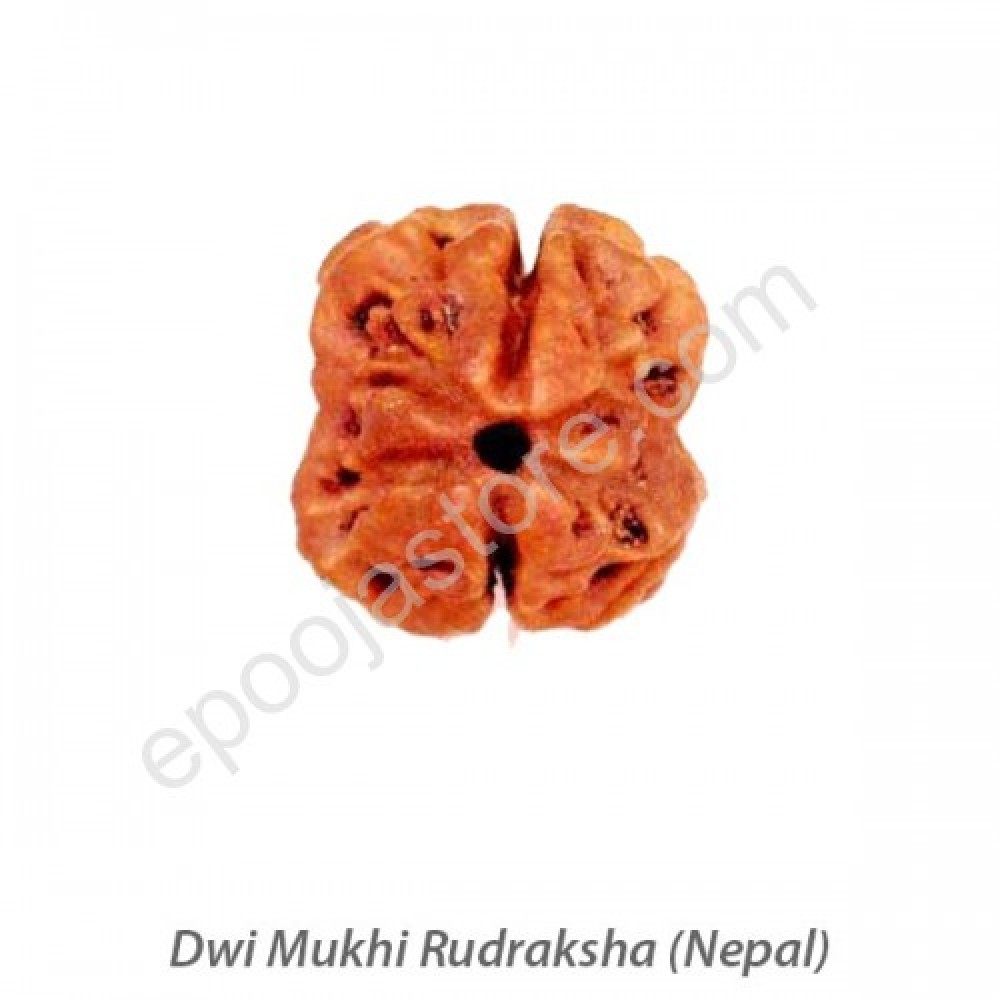 Dwi Mukhi Rudraksha