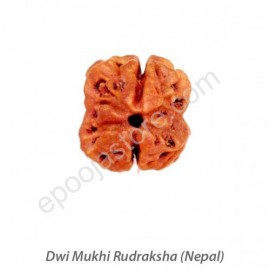 Dwi Mukhi Rudraksha