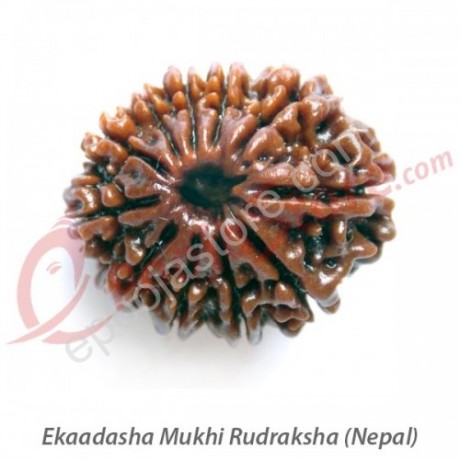 Ekaadhasha Mukhi Rudraksha
