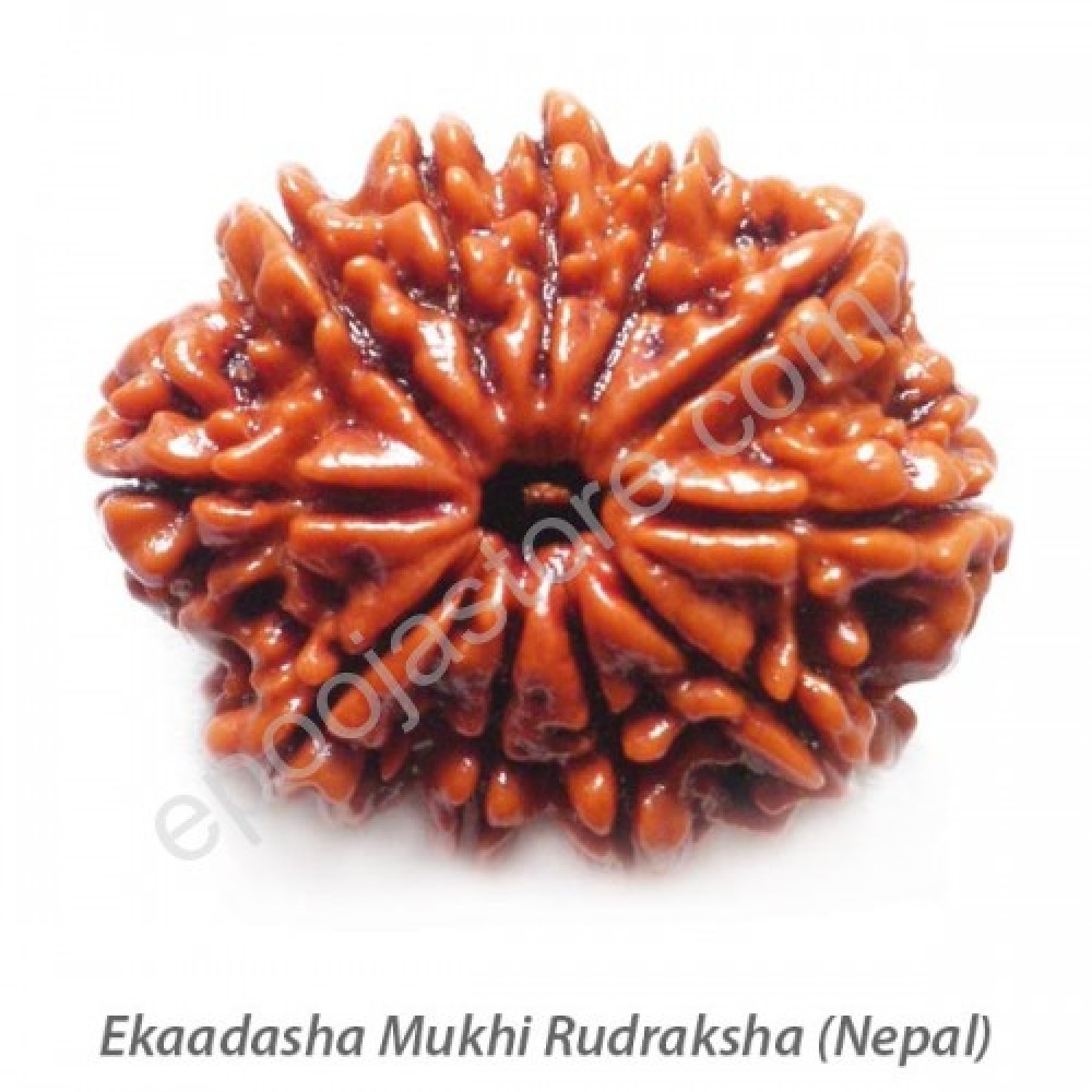Ekaadhasha Mukhi Rudraksha