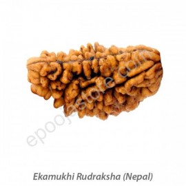 Ekamukhi Rudraksha