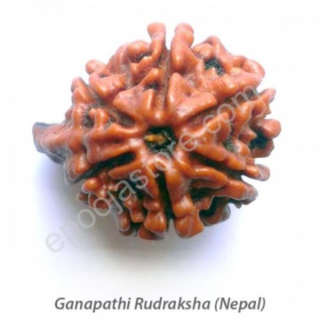 Ganesha Rudraksha