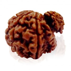 Garbha Gowri Rudraksha 