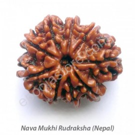 Nava Mukhi Rudraksha