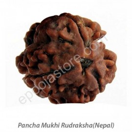 Pancha Mukhi Rudraksha