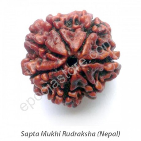 Sapta Mukhi Rudraksha 