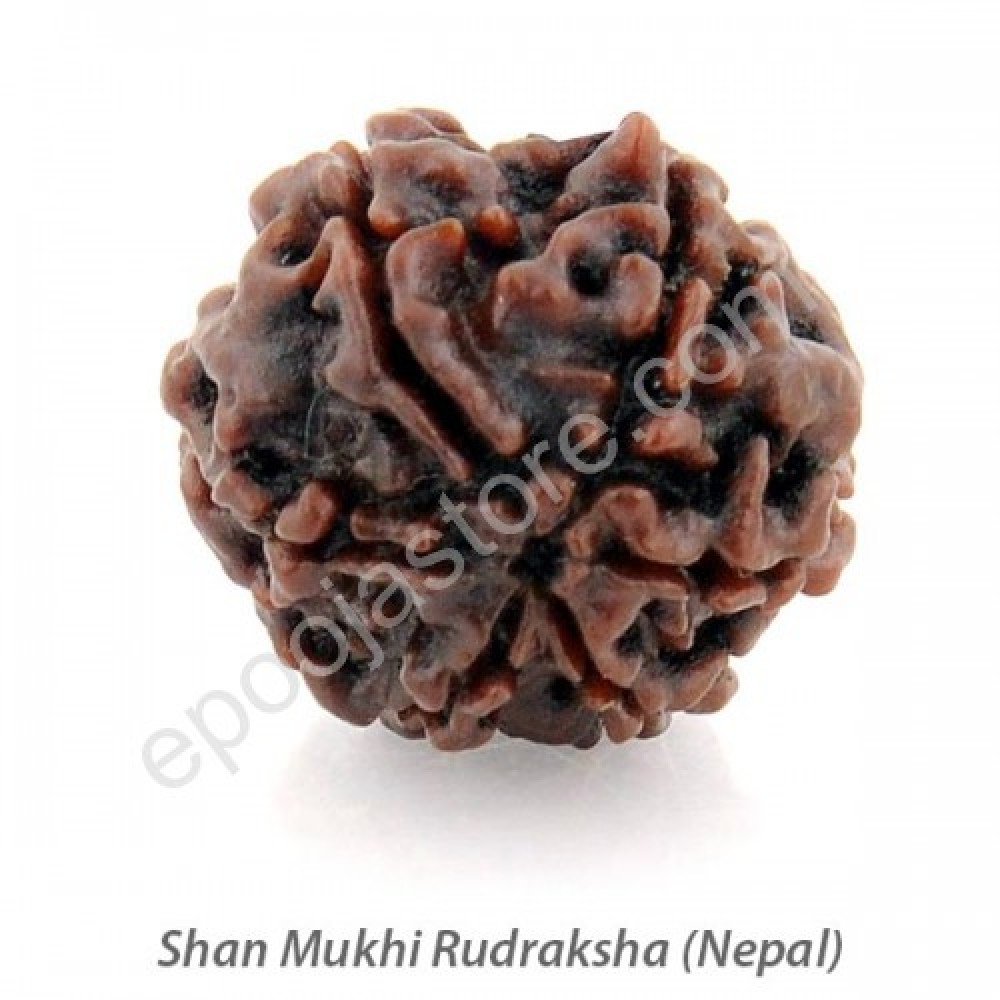 Shan Mukhi (6 Face) Rudraksha 