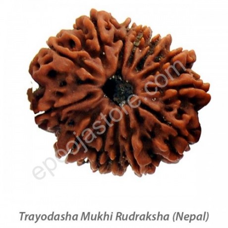 Trayodasha Mukhi Rudraksha