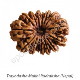 Trayodasha Mukhi Rudraksha