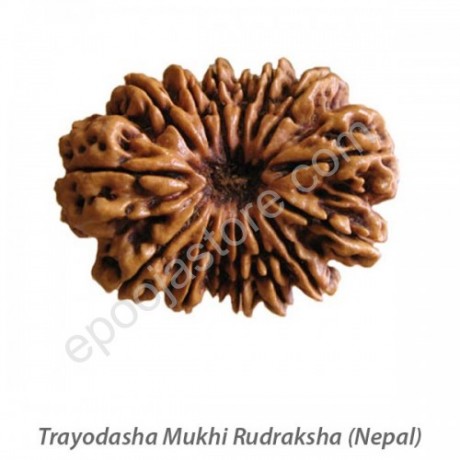 Trayodasha Mukhi Rudraksha