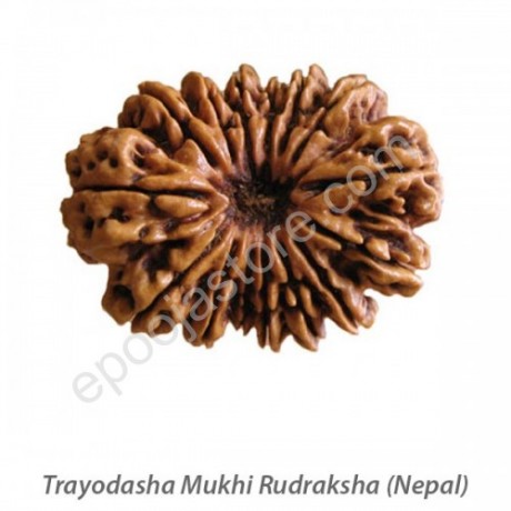 Trayodasha Mukhi Rudraksha