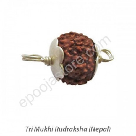 Tri Mukhi Rudraksha