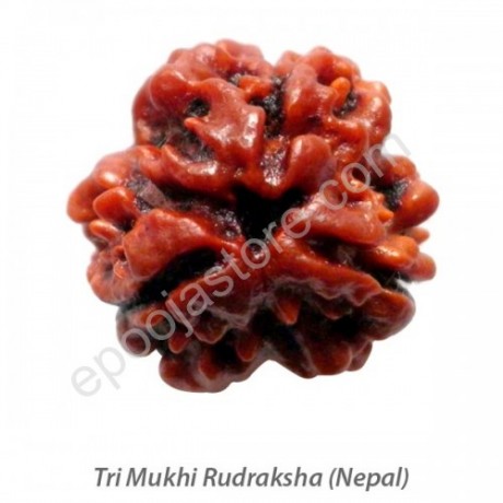 Tri Mukhi Rudraksha 