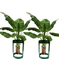 Stand For Banana Plant For Pooja (1Pair)