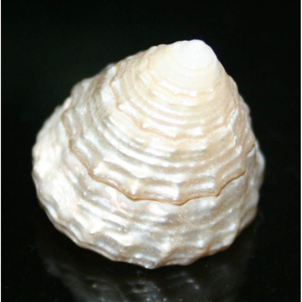 Mutyapu Shanku (Pocket Size) Mutyapu Shanku (Pocket Size)