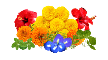 Divine Flowers Divine Flowers